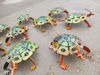 Picture of 20-0008 Mini Turtle Green, Orange With Black Spotted