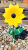 Picture of 22-Short New Style Sunflower