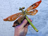 Picture of Orange -Stem Nymph Dragonfly