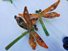 Picture of Orange -Stem Nymph Dragonfly