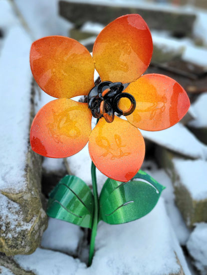 Picture of 22-Short - Sunny Orange Baby Daffodil Curly Black Center