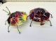 Picture of Jawbreaker Multi Color Ladybug