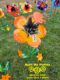 Picture of $150 Cost *PICKUP ONLY! DEPOSIT - Orange Fallball Flower
