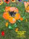 Picture of $150 Cost *PICKUP ONLY! DEPOSIT - Orange Fallball Flower