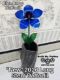 Picture of Blue Berry Daffodil Long Stem