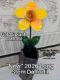 Picture of Gold Splash Daffodil Long Stem