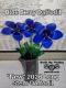 Picture of 3-Pack - Blue Berry Daffodil Long Stem
