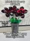 Picture of 3-Pack - Midnight Cherry Daffodil Long Stem