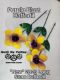 Picture of 3-Pack - Purple Blast Daffodil Long Stem