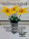 Picture of 3-Pack - Traditional Daffodil Long Stem