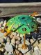 Picture of Critter Turtle