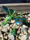 Picture of Critter Nymph- Teal